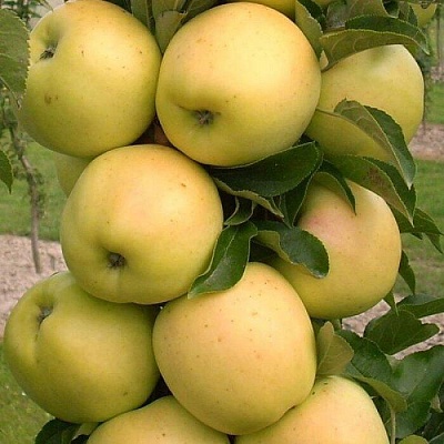 Яблоня колонновидная в Чебоксарах