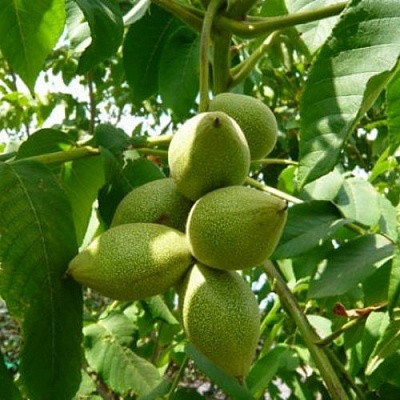 Маньчжурский орех  в Чебоксарах