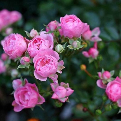 Роза полиантовая в Чебоксарах