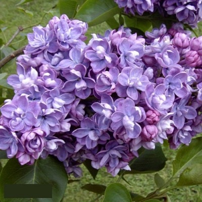 Сирень АМИ ШОТТ в Чебоксарах