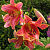 лилия Ред Хот