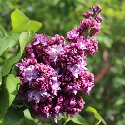 Сирень МАРШАЛ МАЛИНОВСКИЙ в Чебоксарах