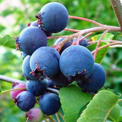 Ирга ПЕМБИНА в Чебоксарах