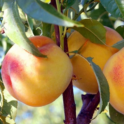 Колонновидные персики в Чебоксарах