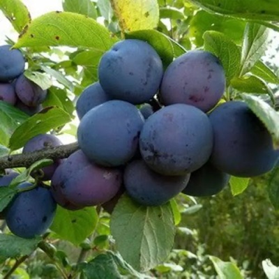 Слива КРОМАНЬ в Чебоксарах