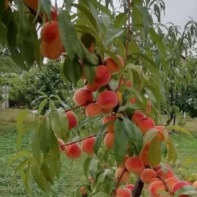Персик ВУЛКАН в Чебоксарах