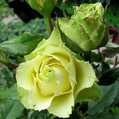 Роза ЛИМБО (ДОЛЛАР) чайно-гибридная  в Чебоксарах