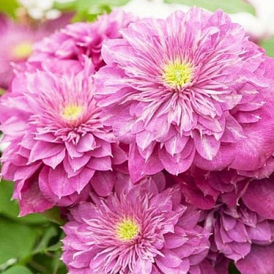 Клематис КАЙЗЕР в Чебоксарах