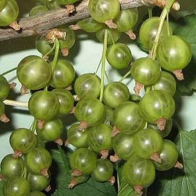 Смородина зеленоплодная ВЕРТИ в Чебоксарах