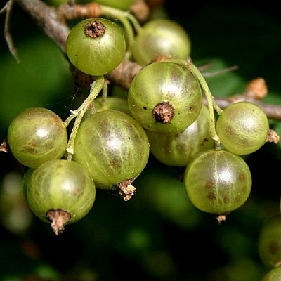 Смородина зеленоплодная в Чебоксарах
