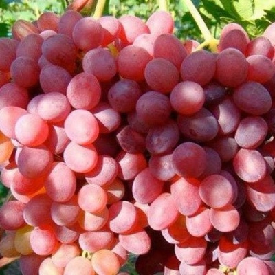 Виноград КИШМИШ КРАСНЫЙ в Чебоксарах