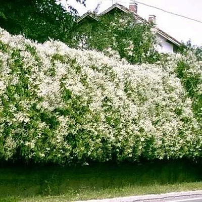 Фаллопия в Чебоксарах