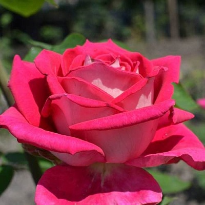 Чайно-гибридная роза в Чебоксарах