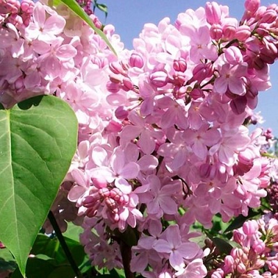 Сирень АДЕЛИНА в Чебоксарах