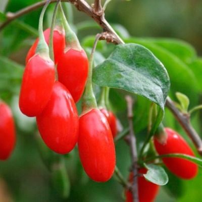 Годжи (чудо-ягода) в Чебоксарах