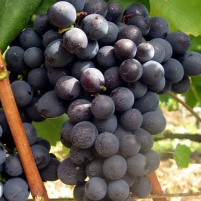 Виноград ЭСТЕР (R-65) в Чебоксарах