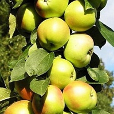 Яблоня БОЛЕРО колонновидная в Чебоксарах