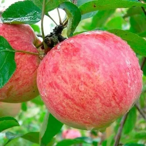 Яблоня КОРИЧНОЕ ПОЛОСАТОЕ в Чебоксарах
