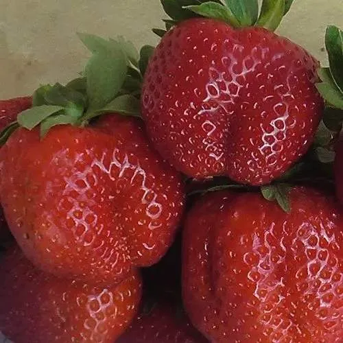 Клубника ДЕСТЕНИ в Чебоксарах