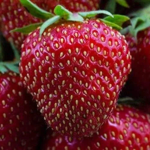 Клубника НАНДИ в Чебоксарах