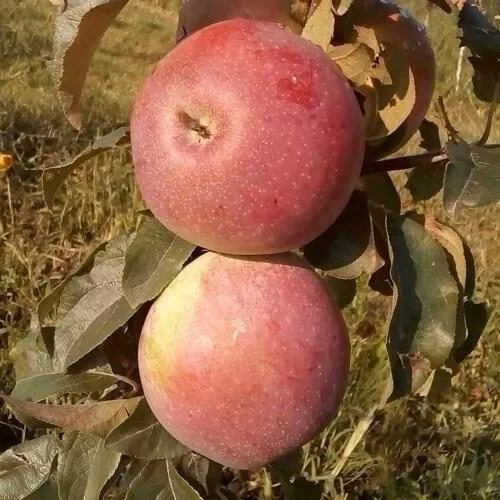 Яблоня АКСАМИТ в Чебоксарах