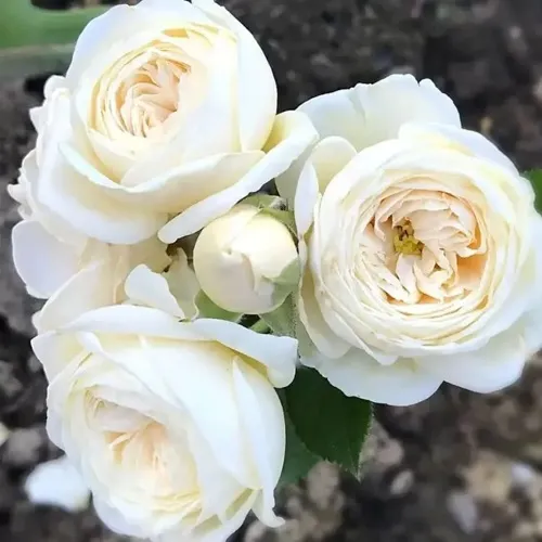 Роза АРТЕМИС шраб в Чебоксарах