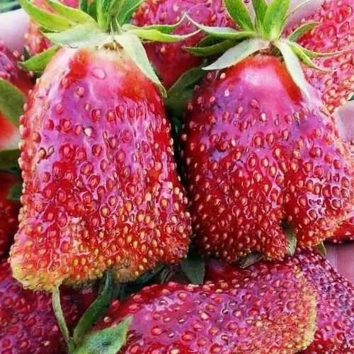 Клубника КУПЧИХА в Чебоксарах