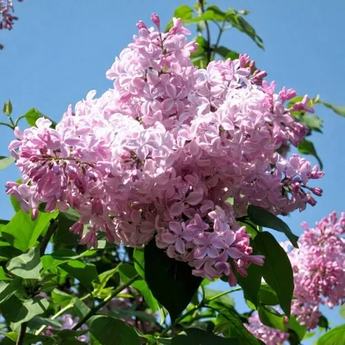 Сирень БУФФОН в Чебоксарах